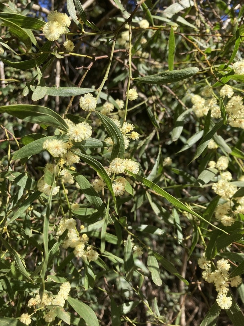 Acacia leprosa photo 6