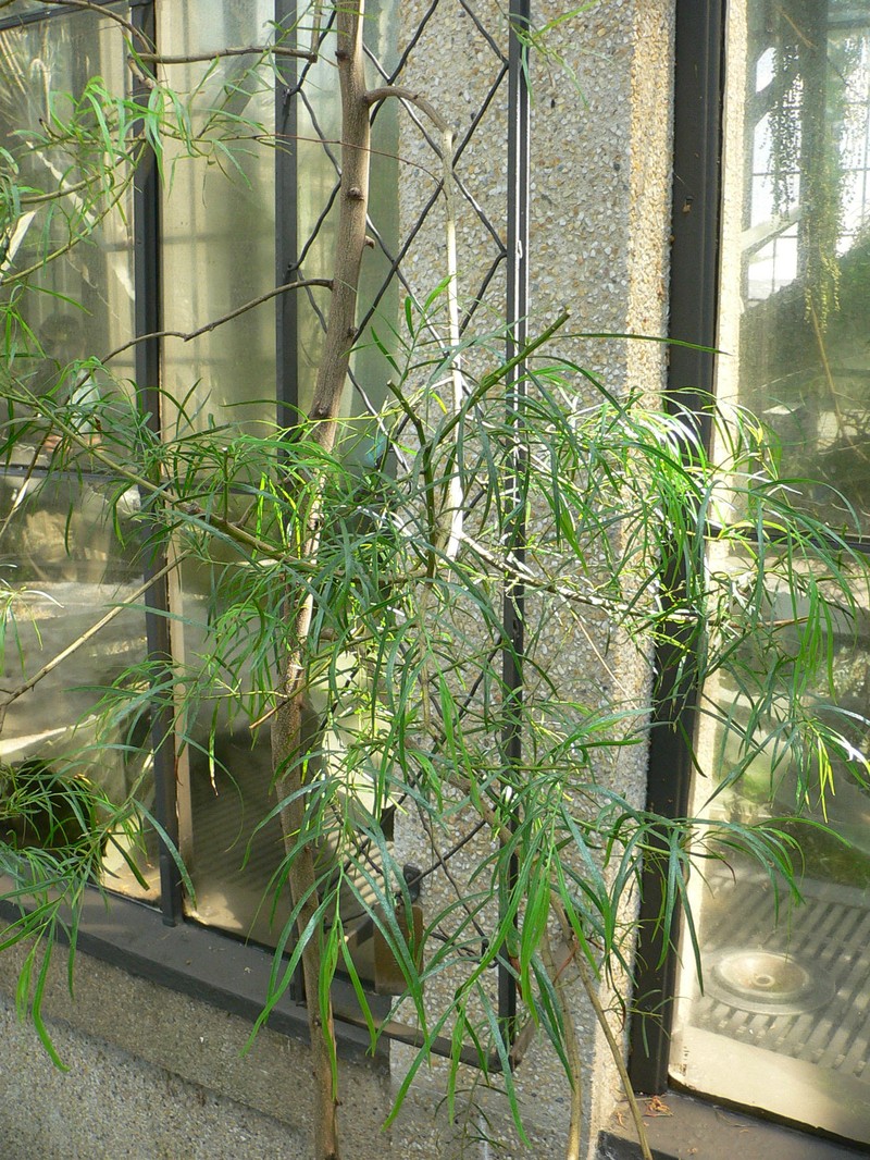 Acacia leprosa photo 7