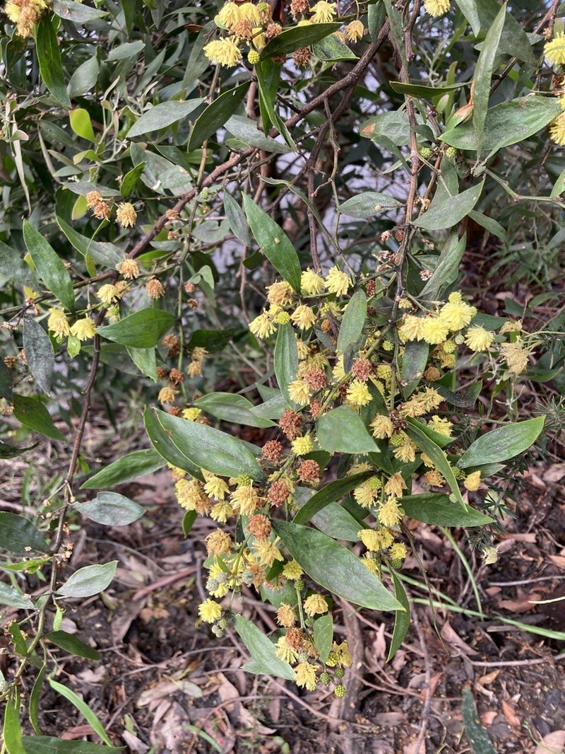 Acacia leprosa photo 8