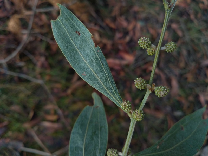 Acacia leprosa var. crassipoda