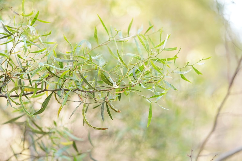 Acacia leprosa var. crassipoda photo 2