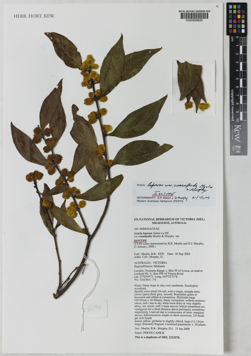Acacia leprosa var. crassipoda photo 3