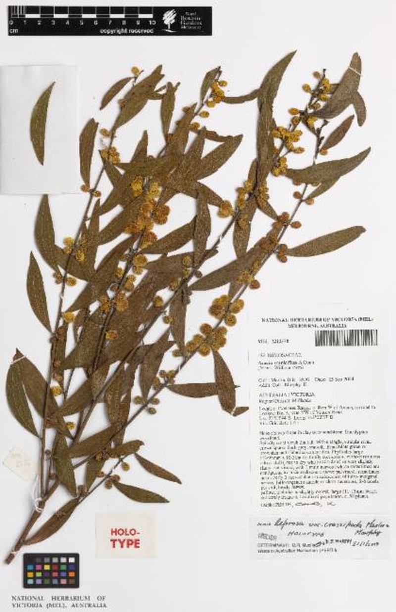Acacia leprosa var. crassipoda photo 4