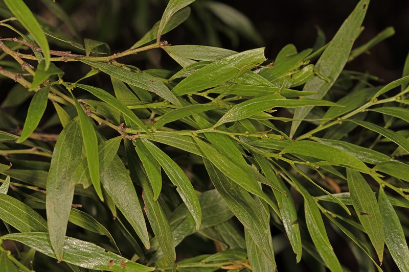 Acacia leprosa var. graveolens