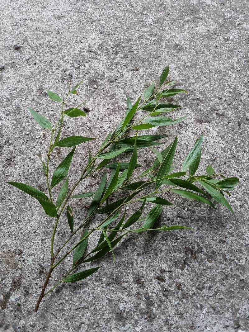 Acacia leprosa var. graveolens photo 2