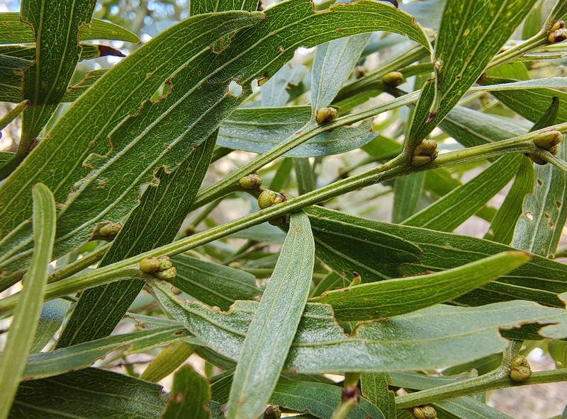 Acacia leprosa var. graveolens photo 3