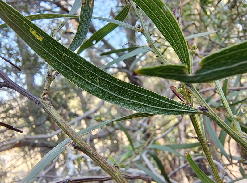 Acacia leprosa var. graveolens photo 4