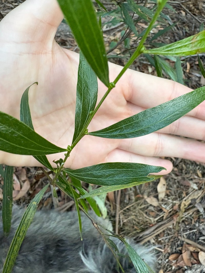 Acacia leprosa var. graveolens photo 5
