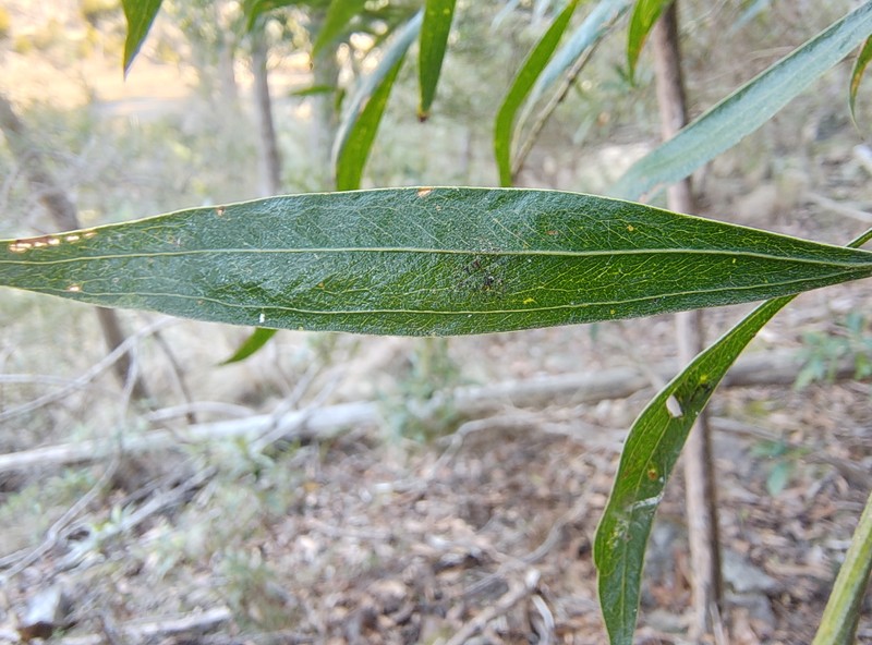 Acacia leprosa var. graveolens photo 6