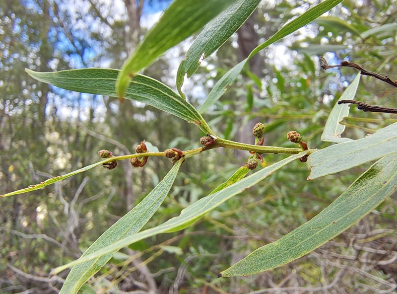 Acacia leprosa var. graveolens photo 7