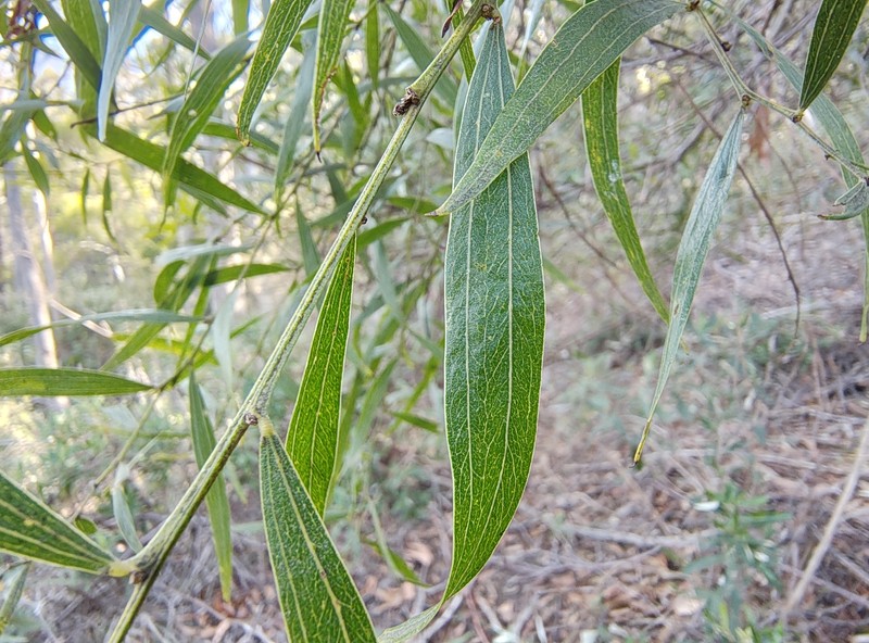 Acacia leprosa var. graveolens photo 8