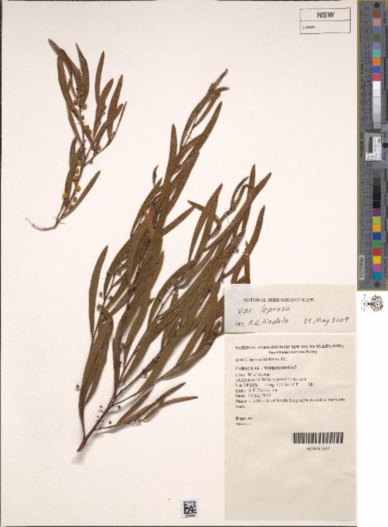 Acacia leprosa var. leprosa