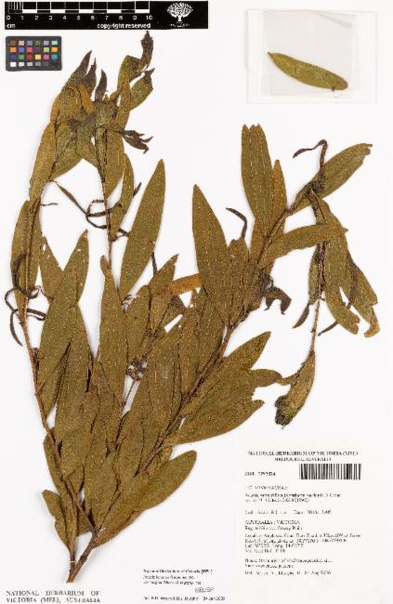 Acacia leprosa var. magna