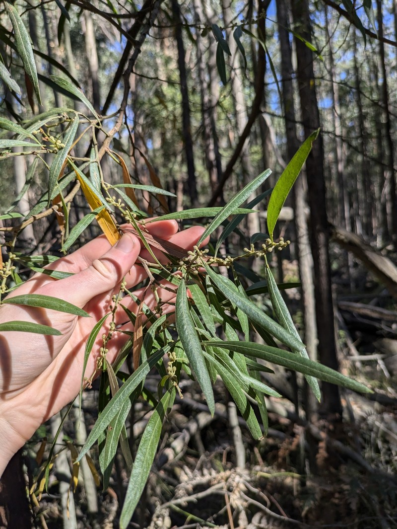 Acacia leprosa var. uninervia