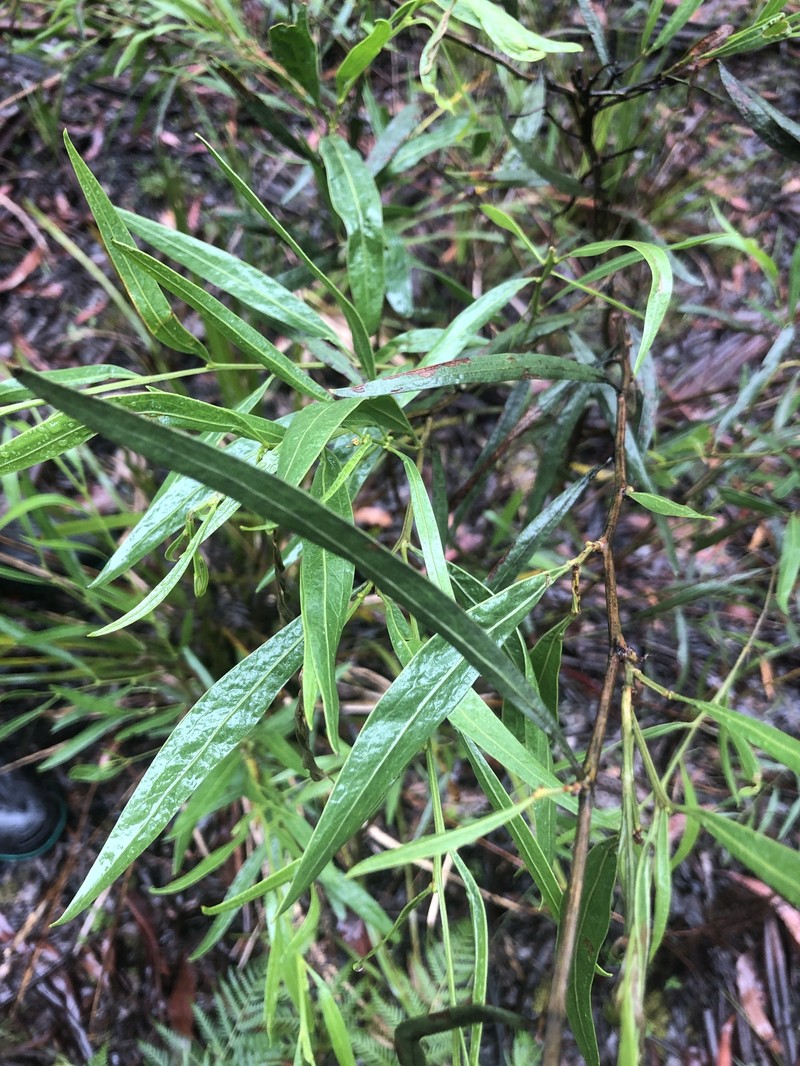 Acacia leprosa var. uninervia photo 2