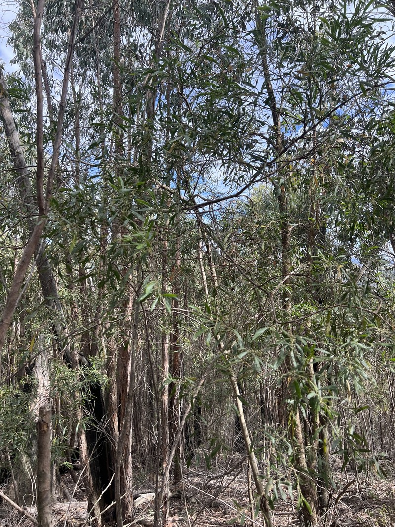 Acacia leprosa var. uninervia photo 3