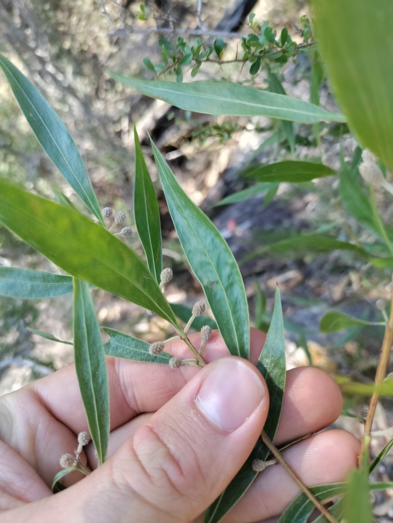Acacia leprosa var. uninervia photo 4