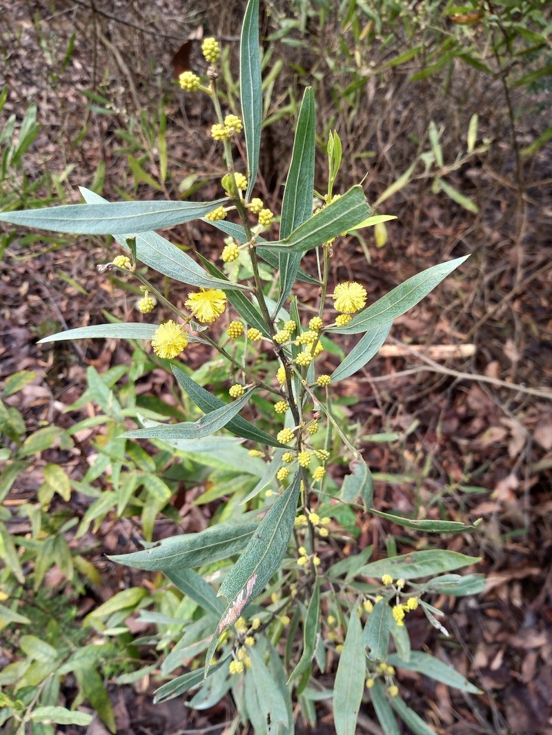 Acacia leprosa var. uninervia photo 5