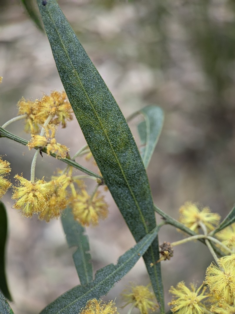 Acacia leprosa var. uninervia photo 6