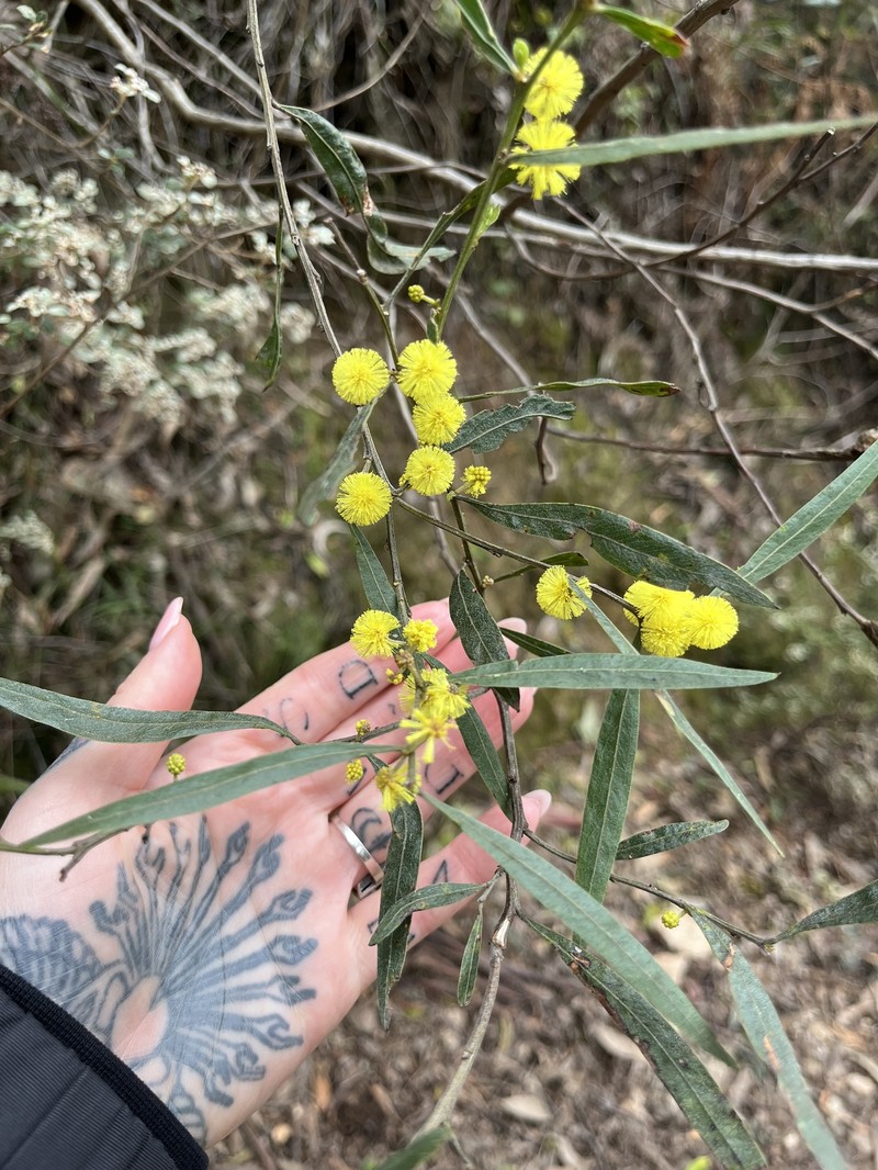 Acacia leprosa var. uninervia photo 7