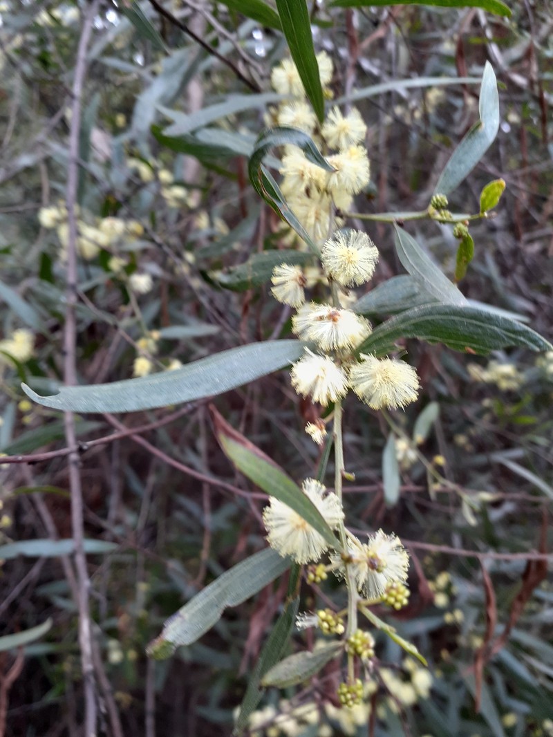 Acacia leprosa var. uninervia photo 8
