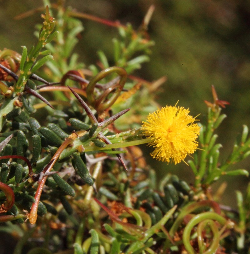 Acacia leptalea