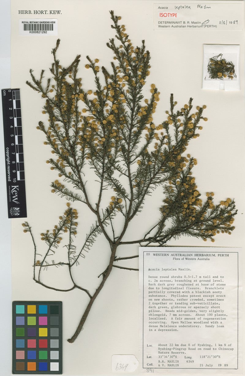 Acacia leptalea