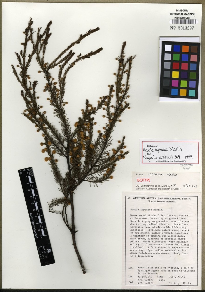 Acacia leptalea photo 2