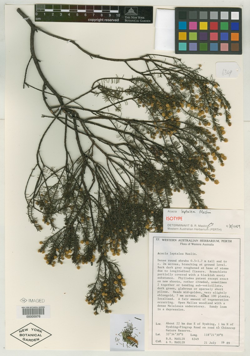Acacia leptalea photo 3