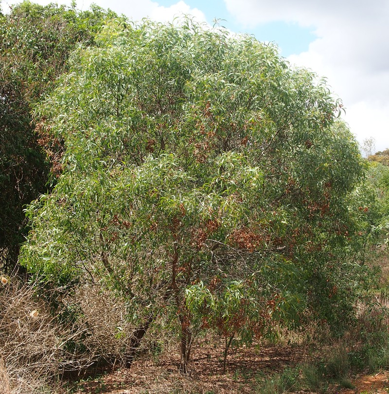 Acacia leptocarpa
