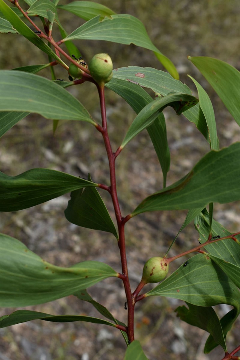 Acacia leptocarpa photo 2