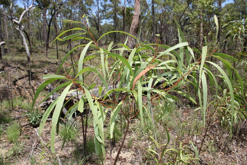 Acacia leptocarpa photo 3