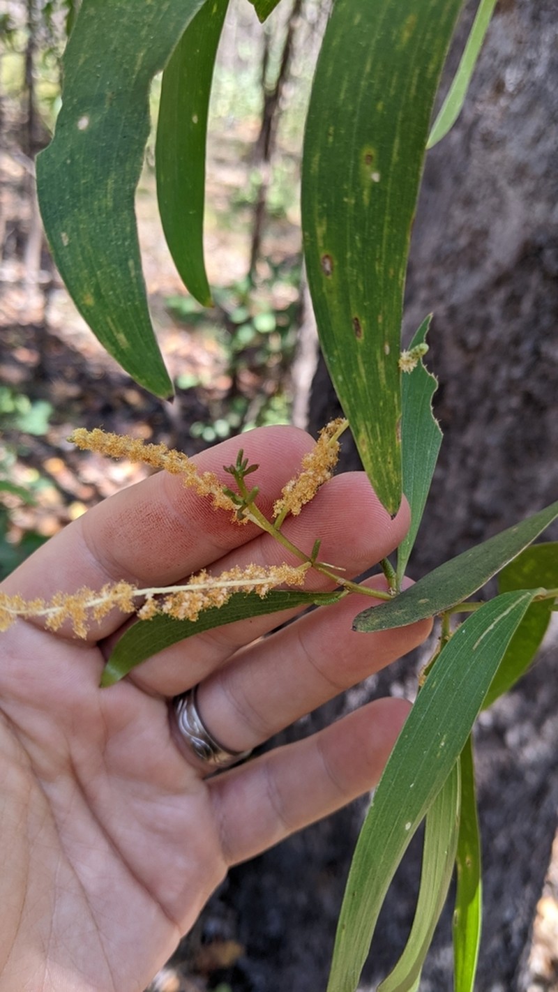 Acacia leptocarpa photo 4