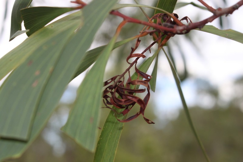 Acacia leptocarpa photo 5