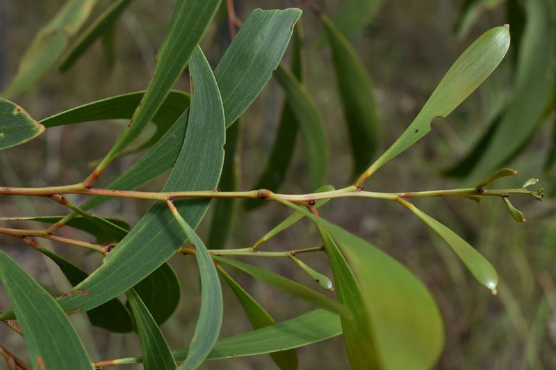 Acacia leptocarpa photo 6