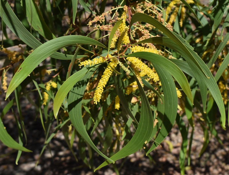 Acacia leptocarpa photo 7