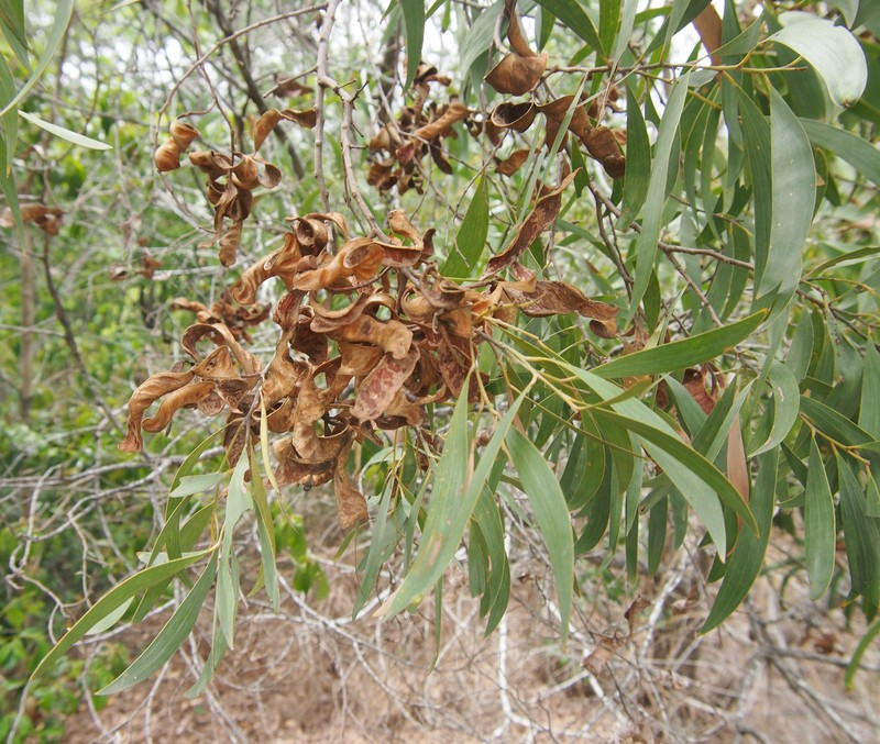 Acacia leptocarpa photo 8