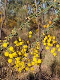Acacia leptoclada