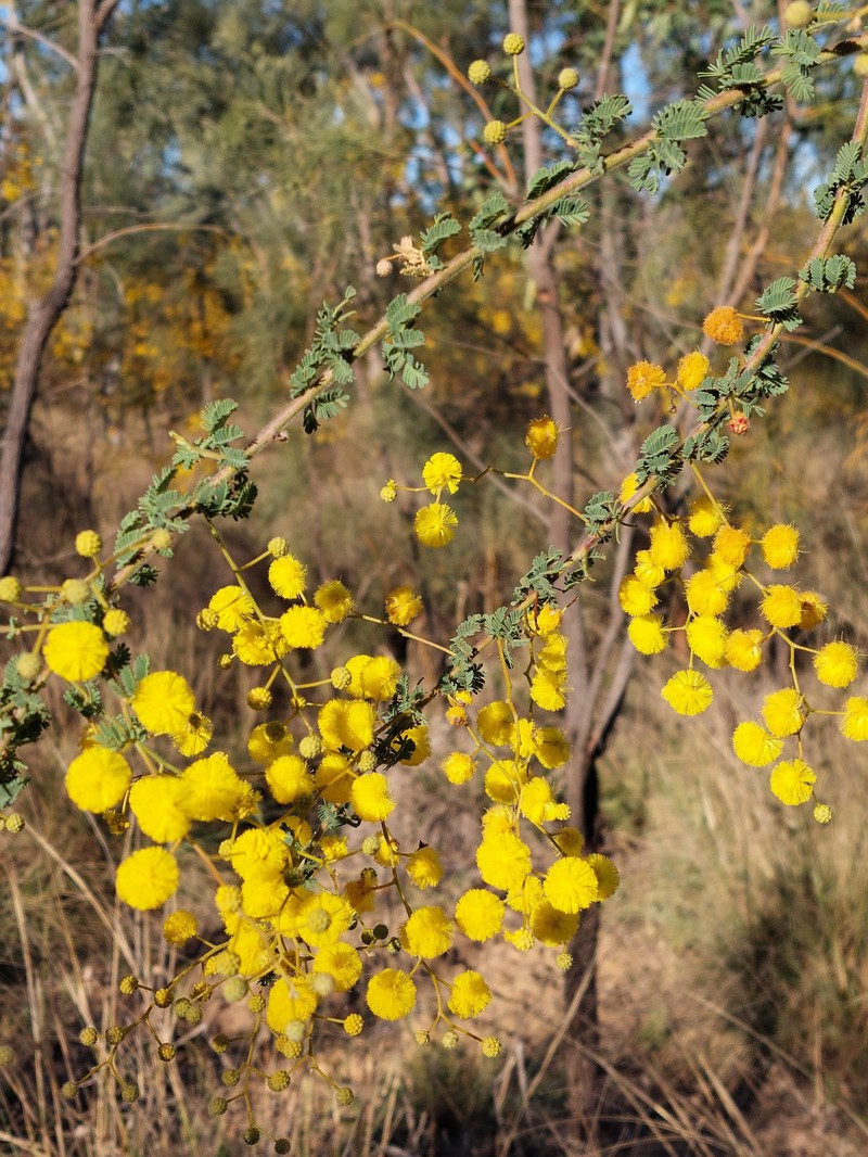 Acacia leptoclada