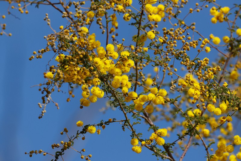 Acacia leptoclada photo 2