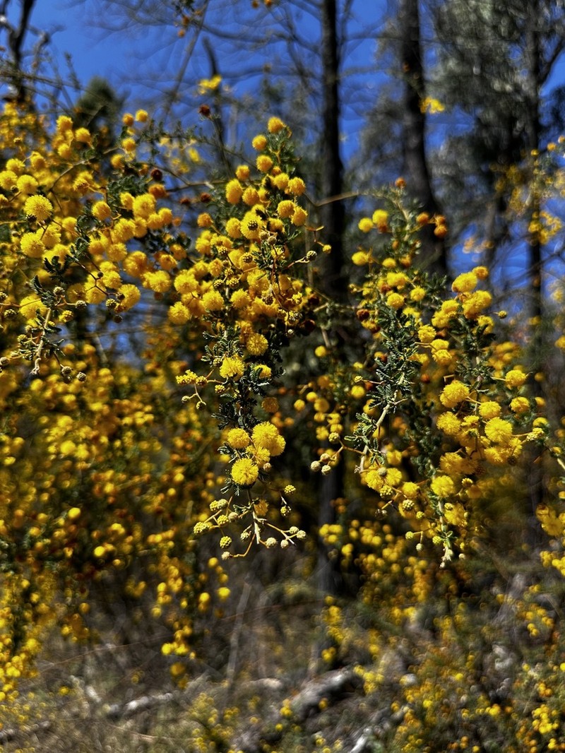 Acacia leptoclada photo 3