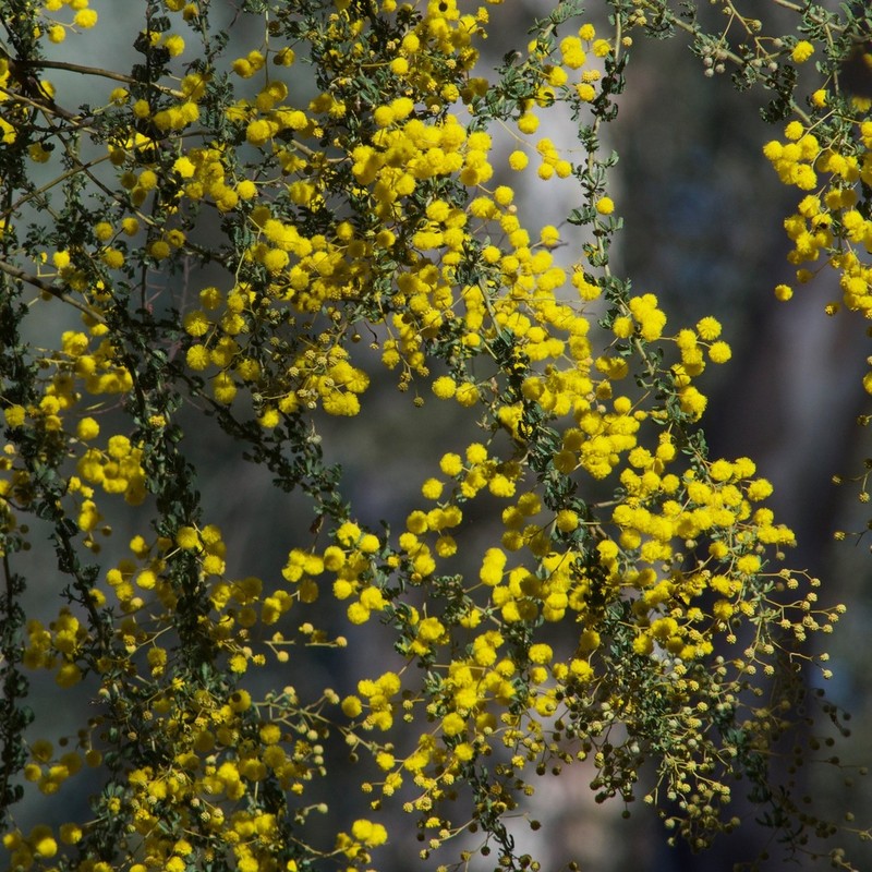 Acacia leptoclada photo 4