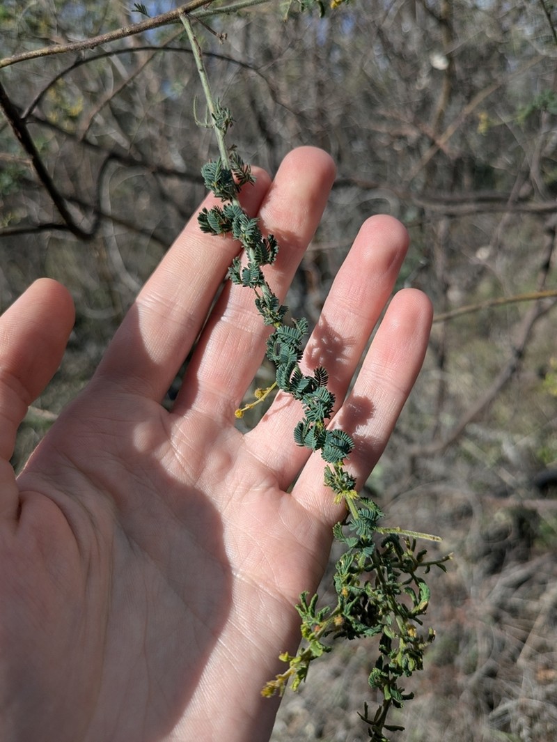 Acacia leptoclada photo 5