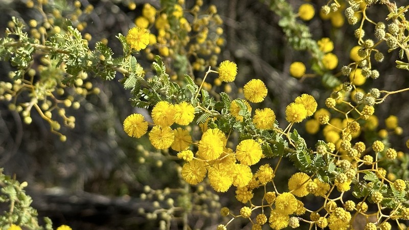 Acacia leptoclada photo 6