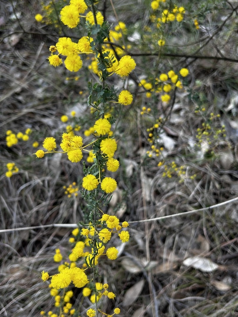 Acacia leptoclada photo 7