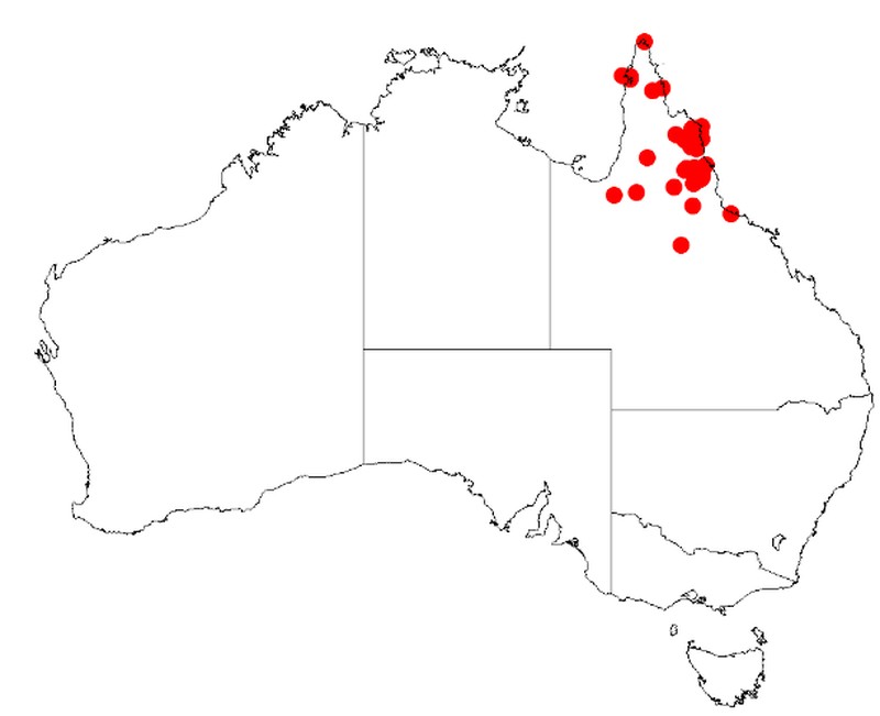 Acacia leptoloba