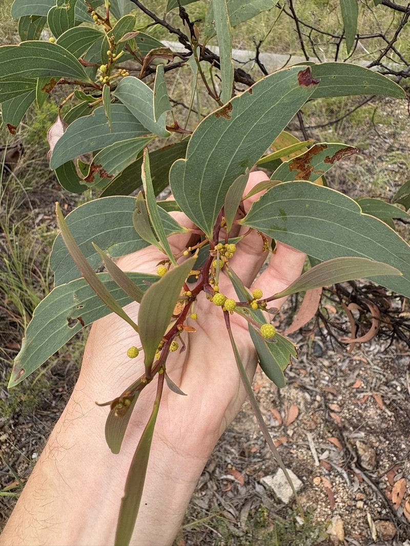 Acacia leptoloba photo 2