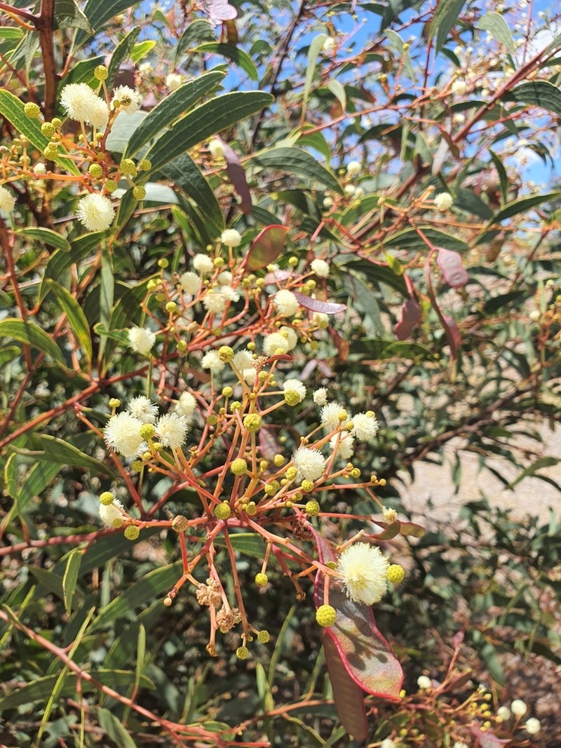 Acacia leptoloba photo 3