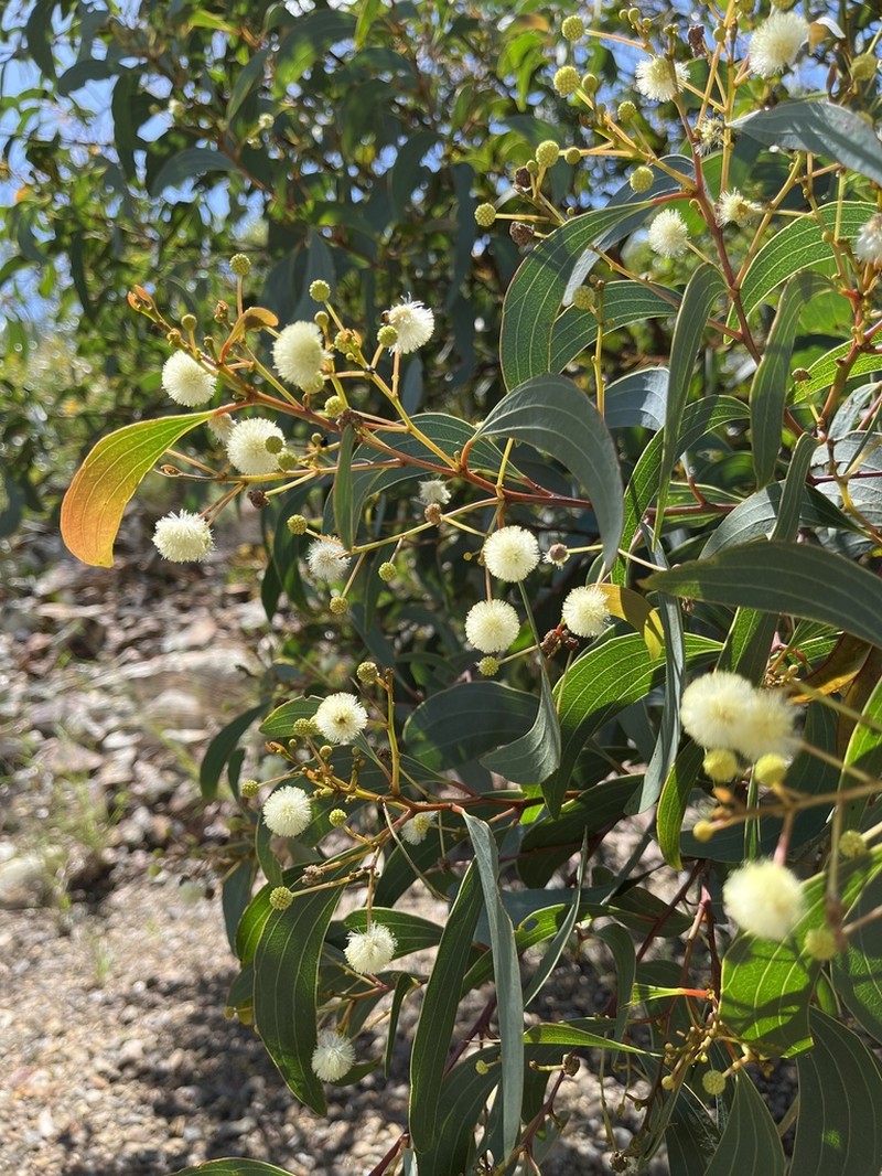 Acacia leptoloba photo 4