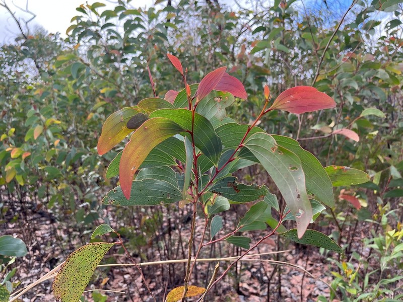 Acacia leptoloba photo 5